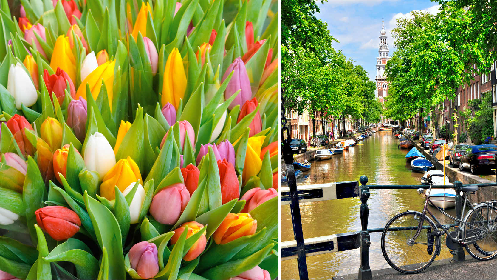 vrknslor i Amsterdam med tulpaner och cyklister vid kanalerna.